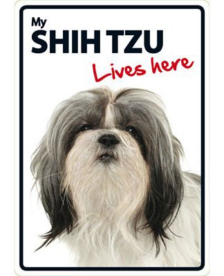 Miscota Magnet & Steel Il mio Shih Tzu segnale A5 Lives Here