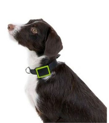 Weenect - GPS para mascotas