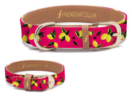 Cat friendship clearance collar