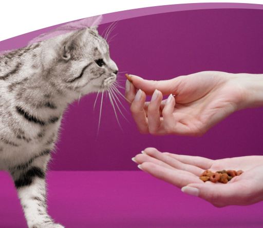 whiskas sticks salmon