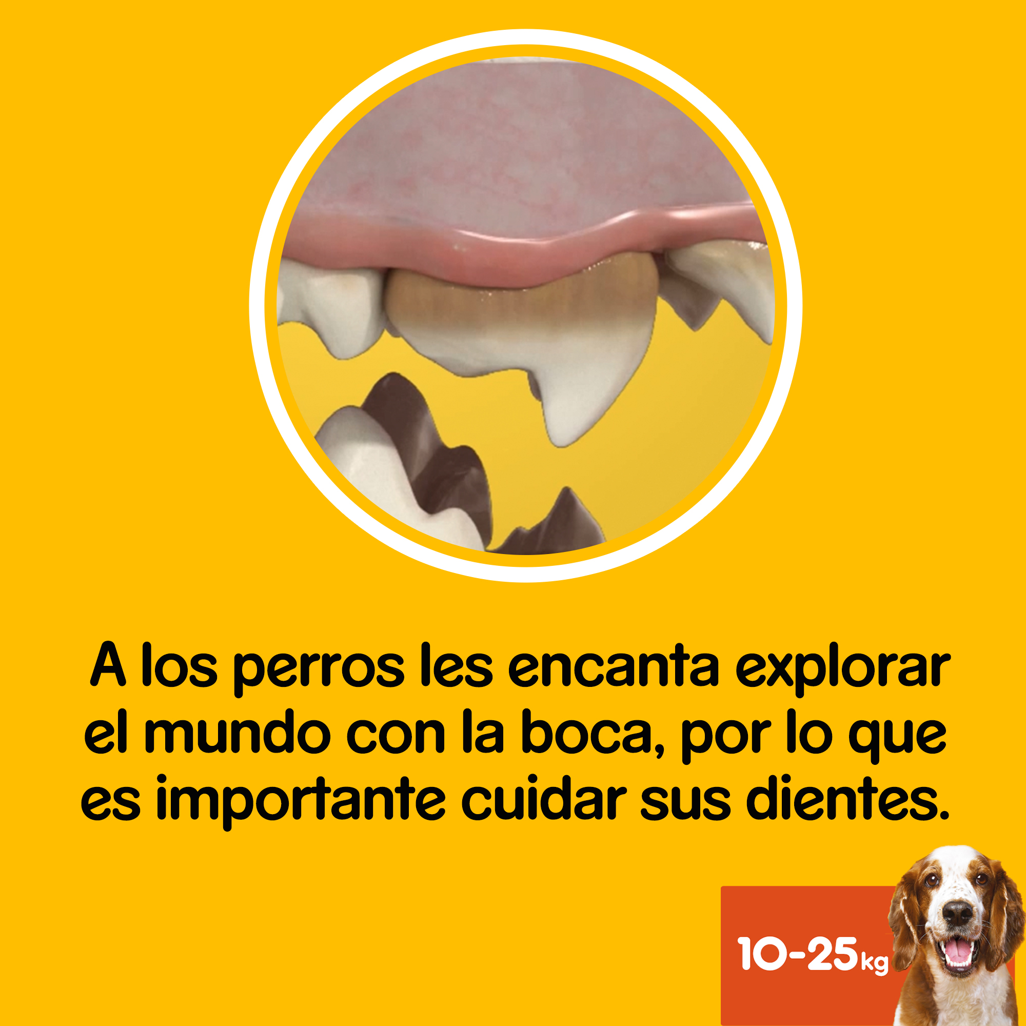 Pedigree Dentastix Dental Snack for the Oral Hygiene of Medium Dogs ...