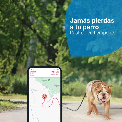 Localiza a tu fiel compañero: el collar con GPS para perros 