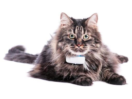 tractive cat battery