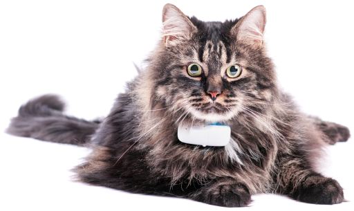 gps tracking cat collar