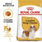 King charles 2025 royal canin