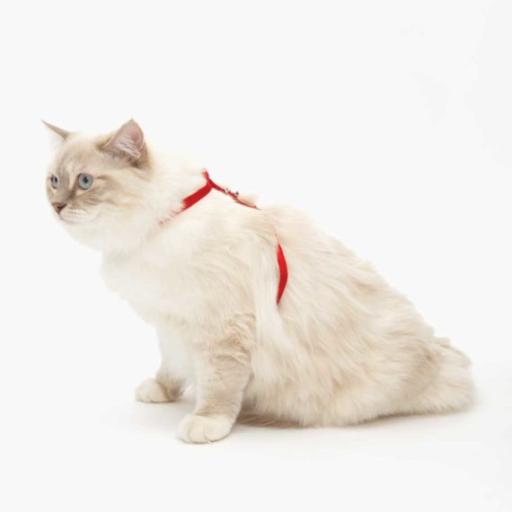 CAT IT CA Aj. Harness and Leash Set, Red, L-V