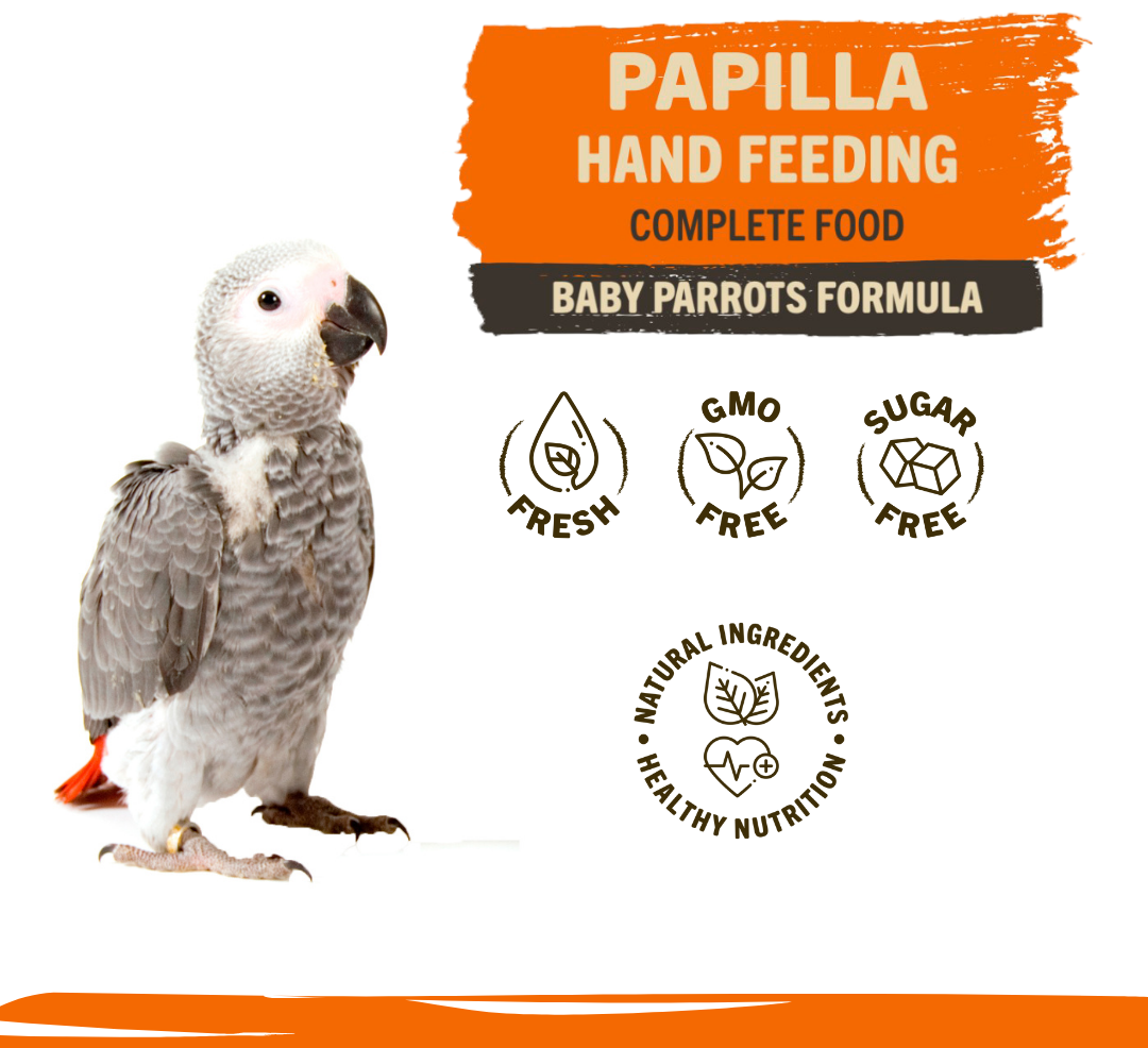Birsky Papilla Hand Feeding Baby Parrots Miscota Saudi Arabia