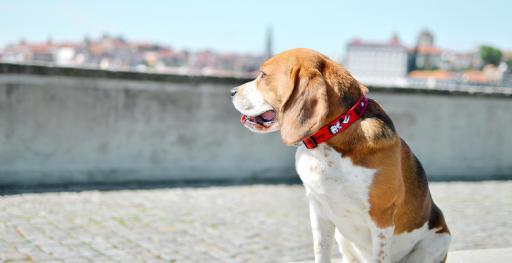 Dashi Hundehalsband Vintage Betty