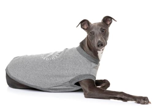 Ropa Para Mascotas Suéter De Rejilla Para Gatos De Perro Cachorro De Abrigo Abrigado Camiseta Camisa Para Perros S M L XL,Gray-XL 