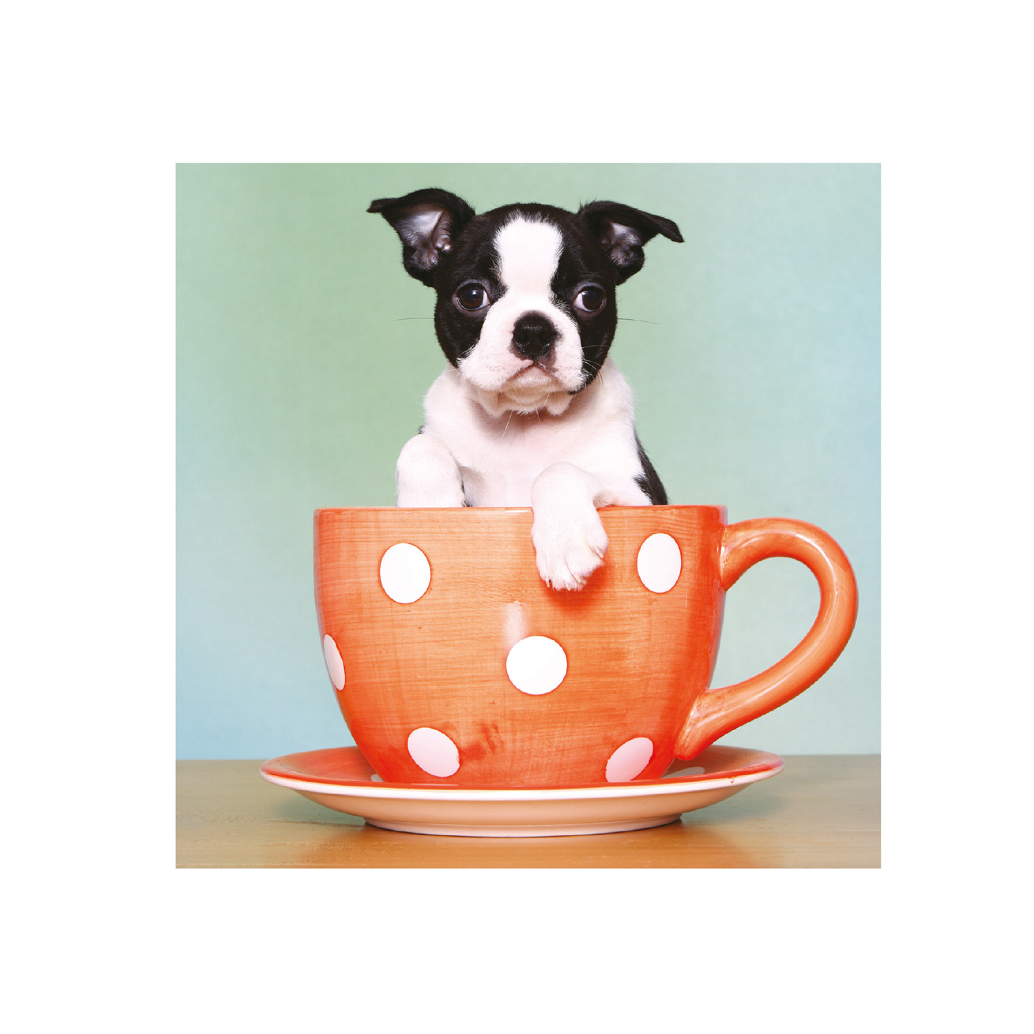 Miscota Magnet & Steel Boston Terrier Cuppy Card in Coppa