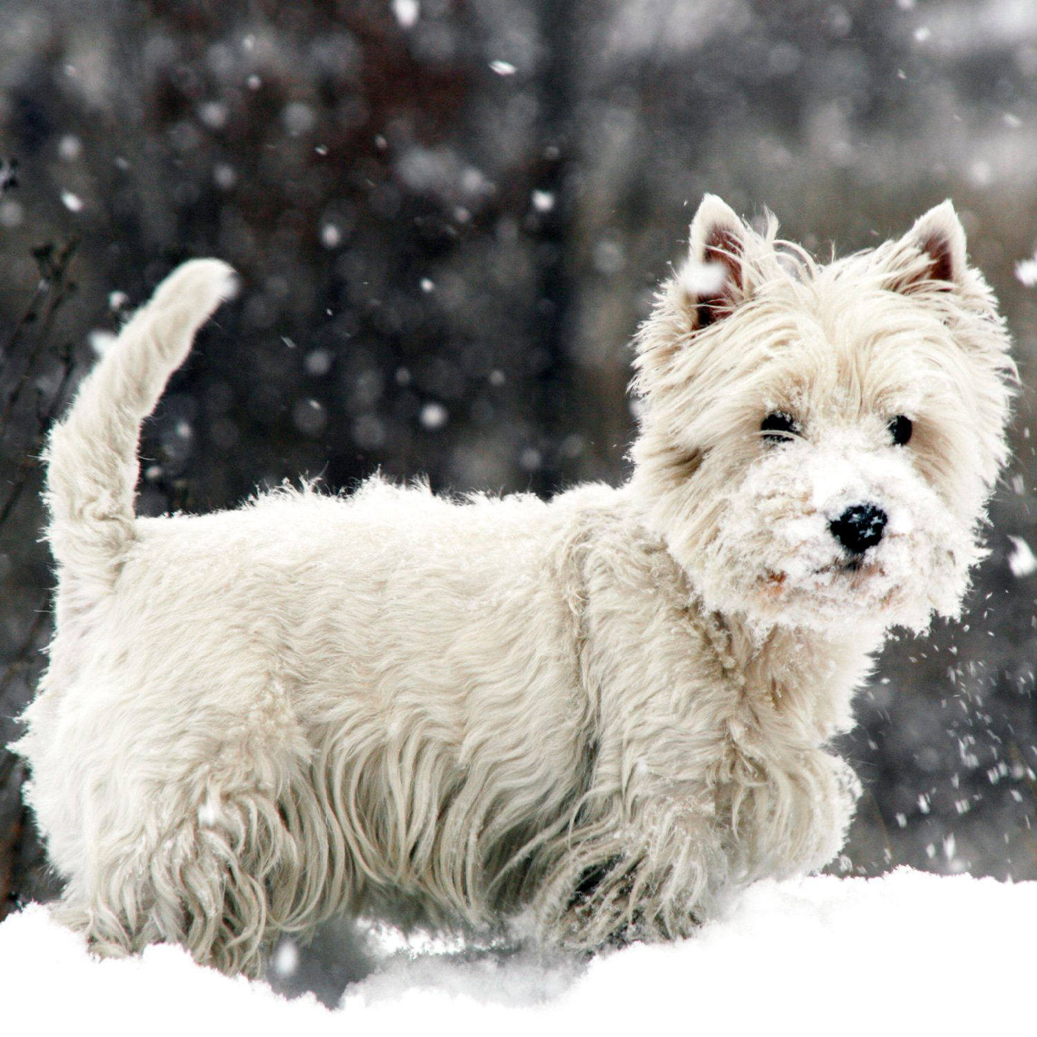 Miscota Magnet & Steel Westie Card sulla neve