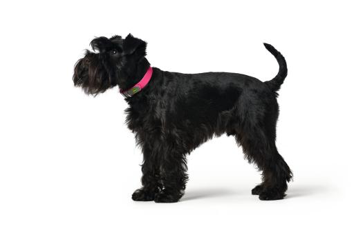 Hunter Kragen Praktisch Rosa Hunter Kragen Praktisch Rosa