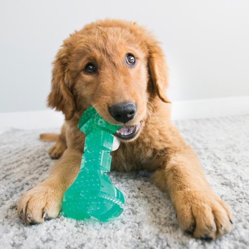 KONG Squeezz Dental Stick für Hunde