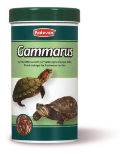 Gammarus Food for Freshwater Turtles
