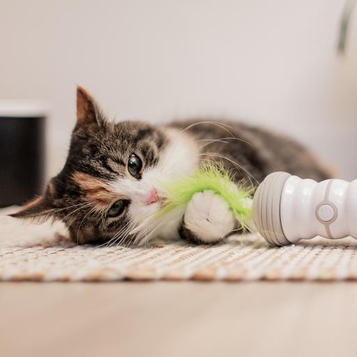 Cat toys ireland best sale