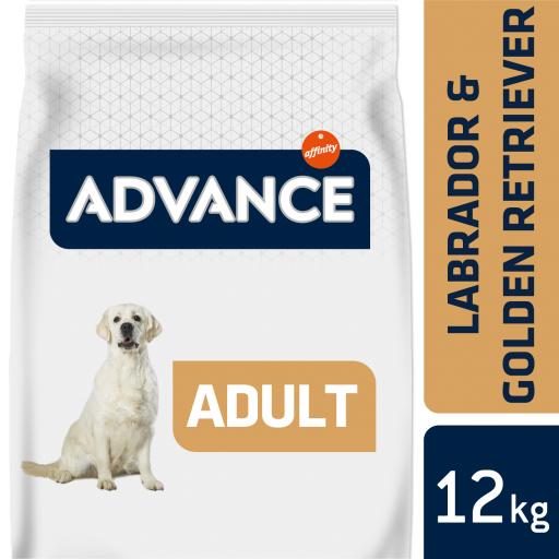 Advance Labrador